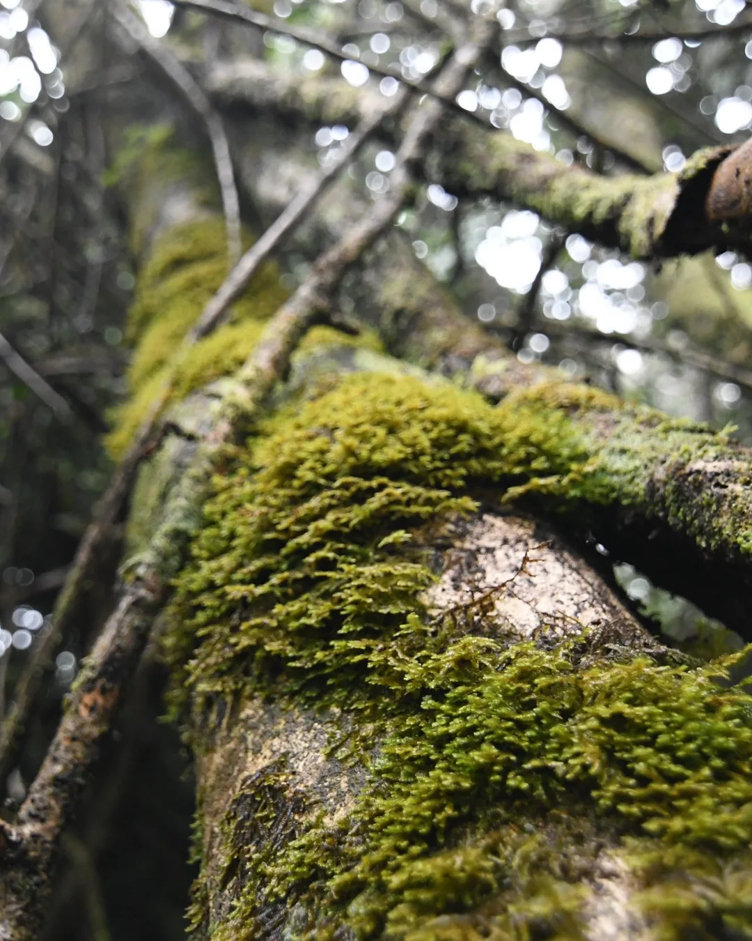 Bosque Fray Jorge