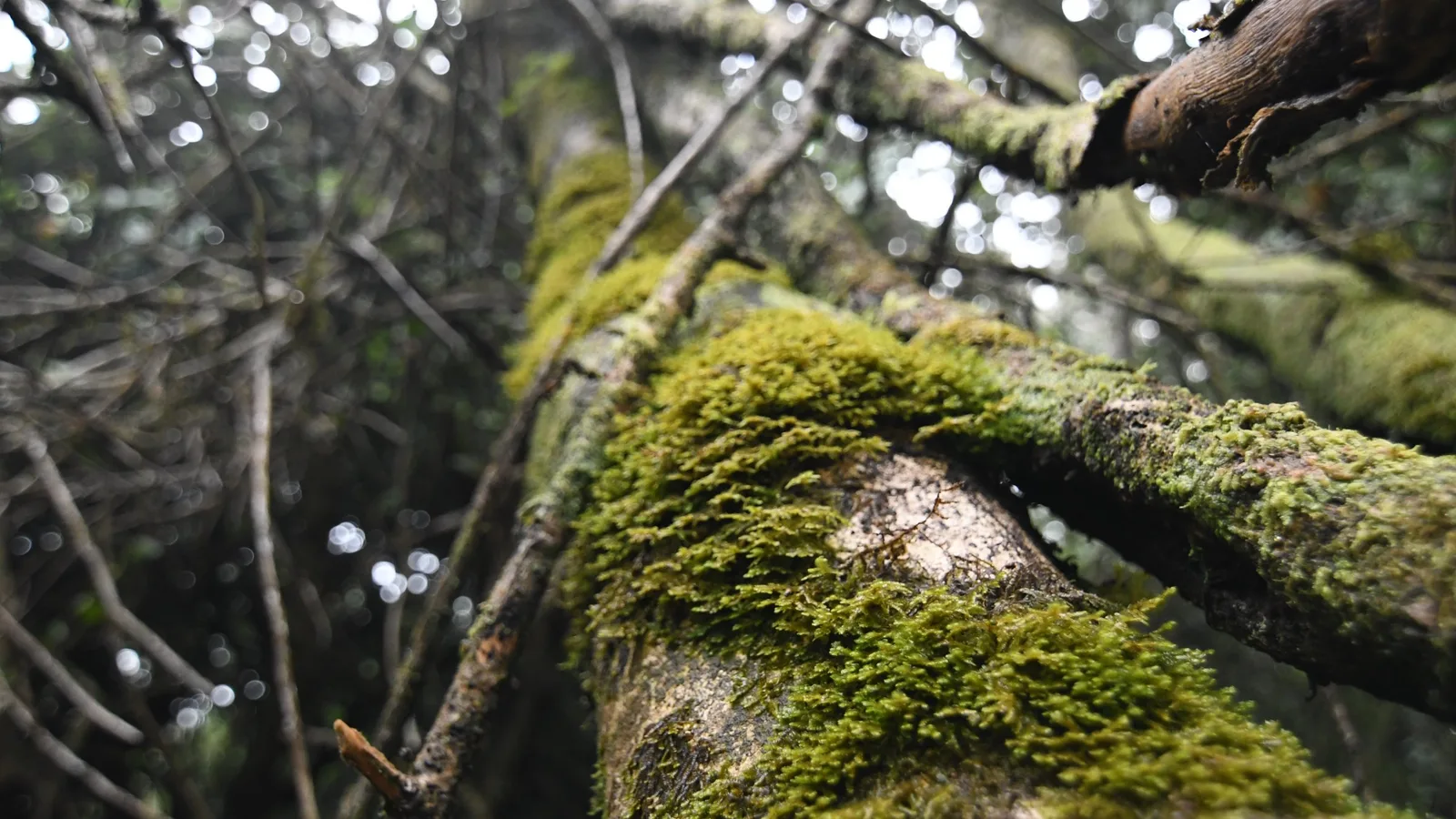 Bosque relicto valdiviano