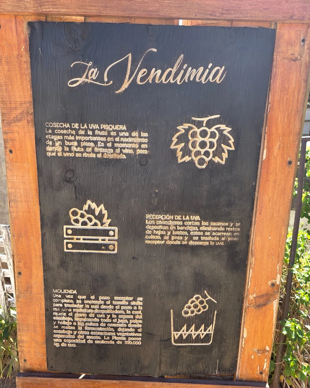 Vendimia Pisquera